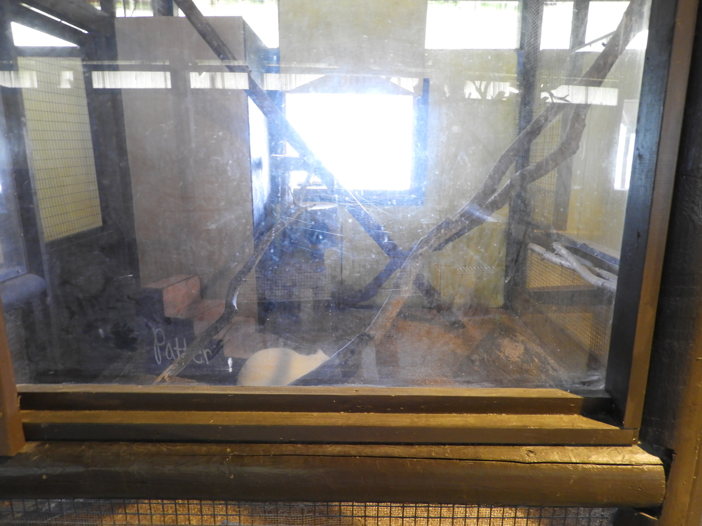 Northern Raccoon indoor exhibit - Baby Barn - Animal Gardens Petting Zoo