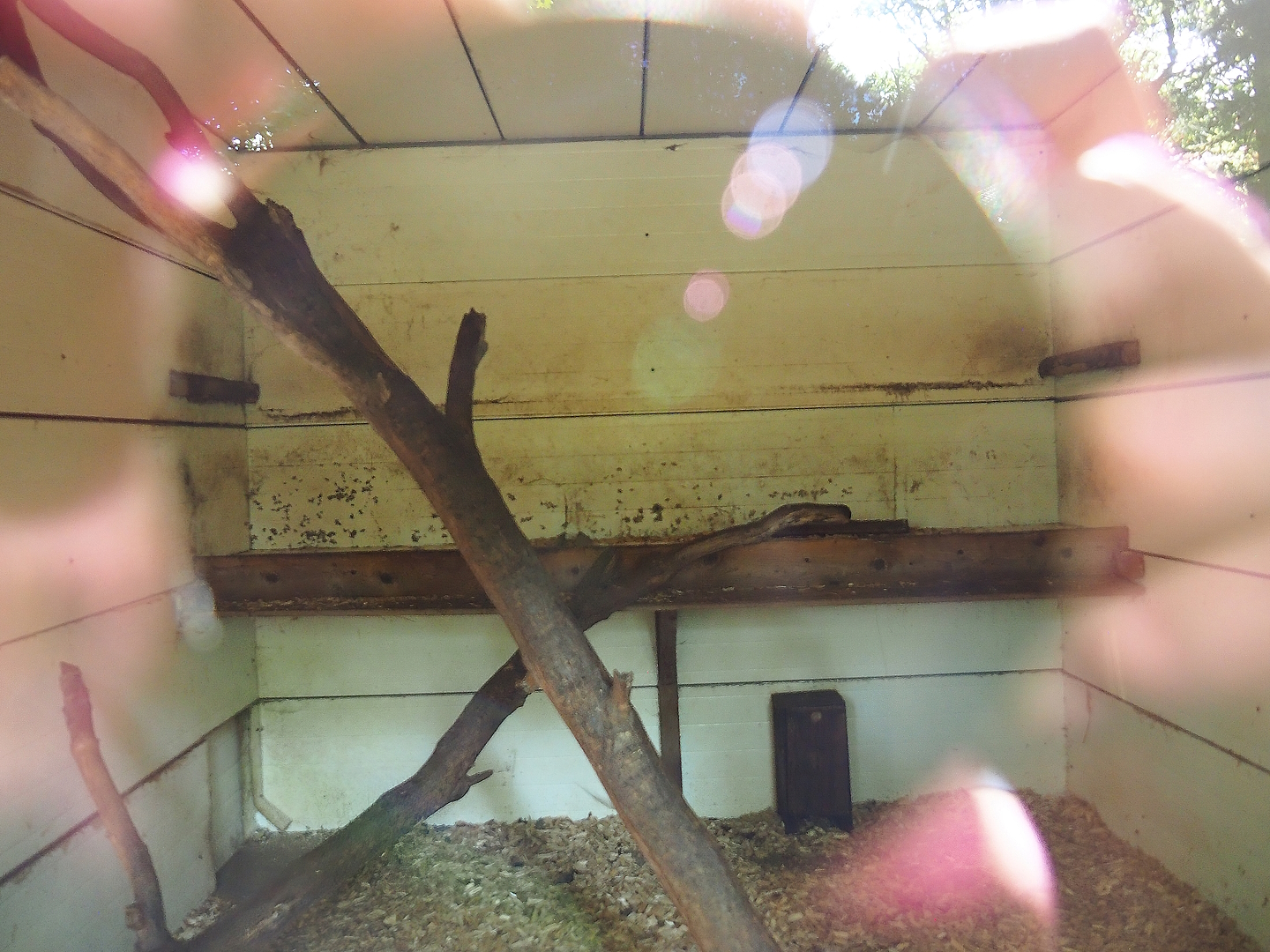 Northern Raccoon indoor housing, 2023-06-24