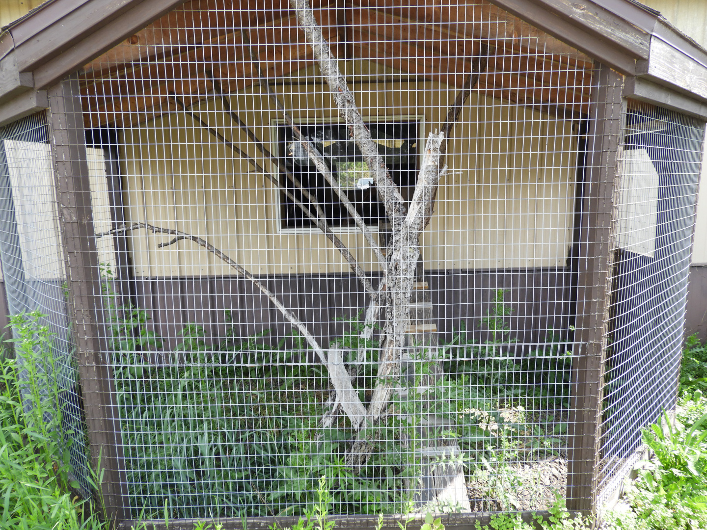 Northern Raccoon outdoor exhibit - Baby Barn - Animal Gardens Petting Zoo