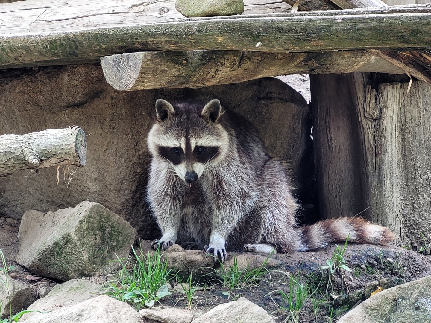 Northern raccoon -Parc Animalier des Pyrénées (2023)