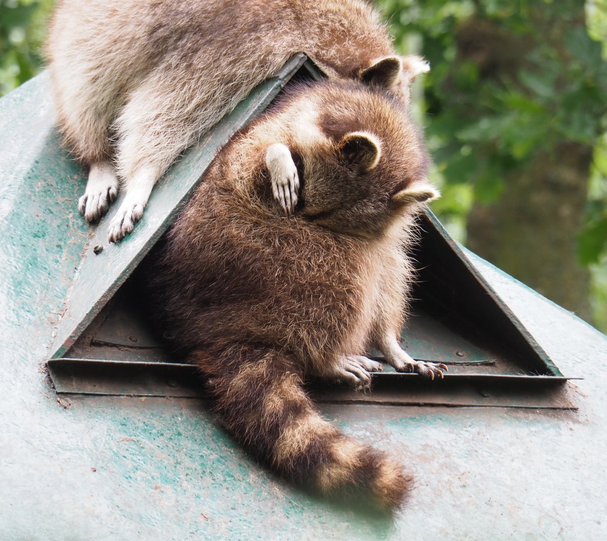 Northern Raccoon (Procyon lotor), 2022-05-17