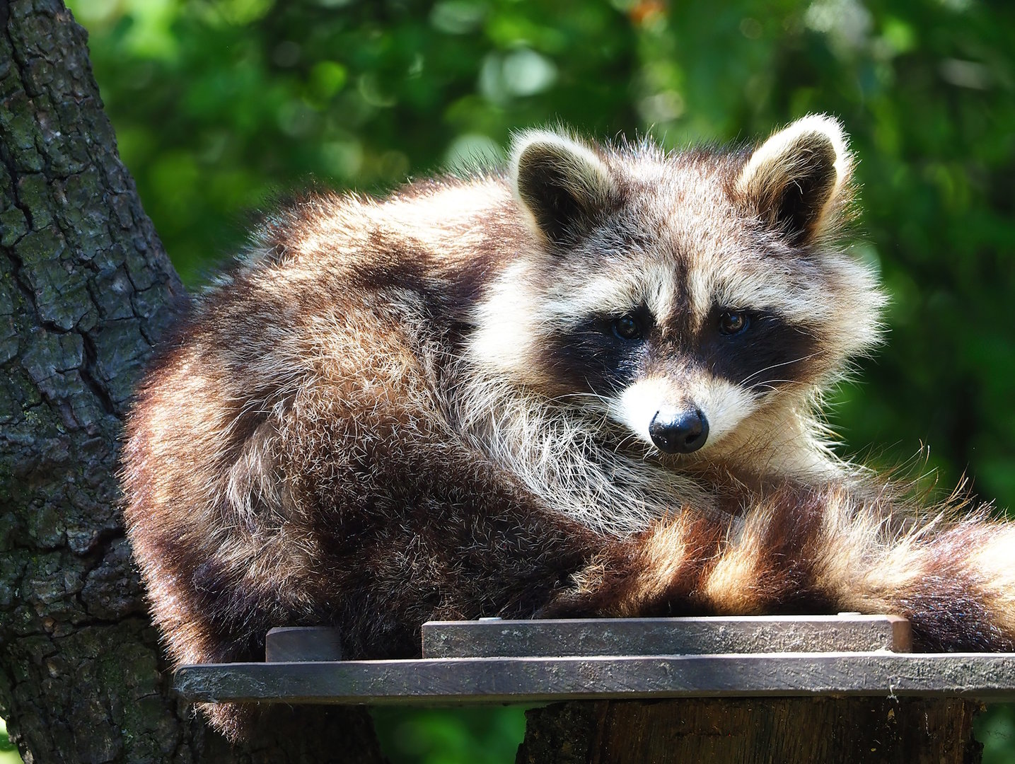 Northern Raccoon (Procyon lotor), 2023-05-31