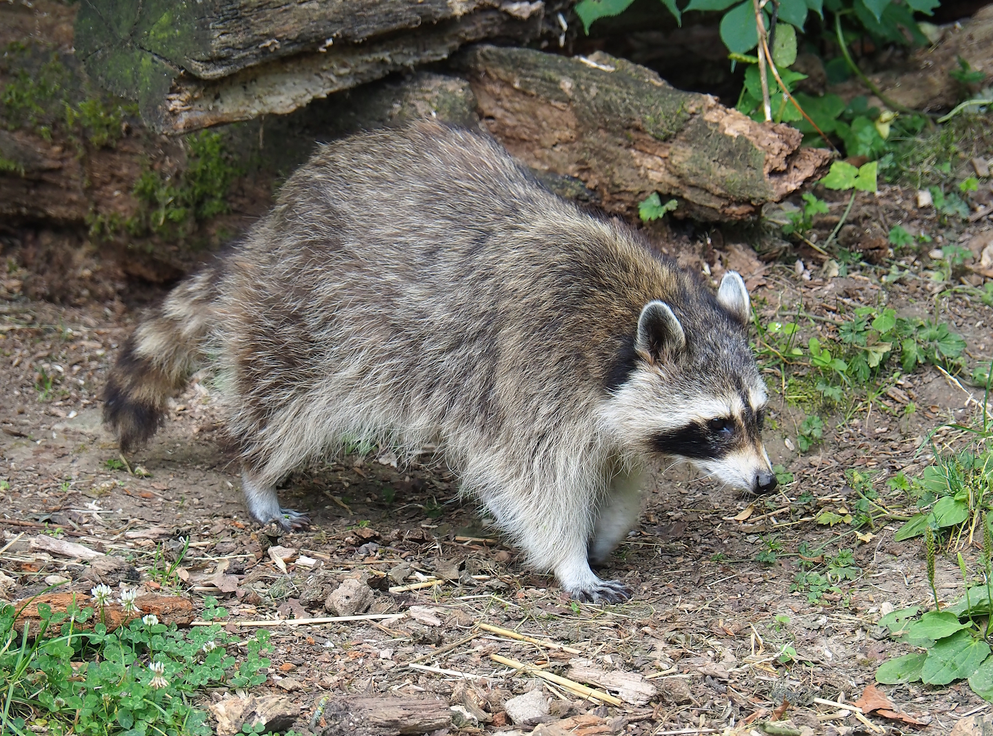 Northern Raccoon (Procyon lotor), 2023-07-18