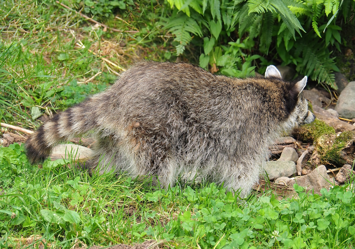 Northern Raccoon (Procyon lotor), 2023-07-18