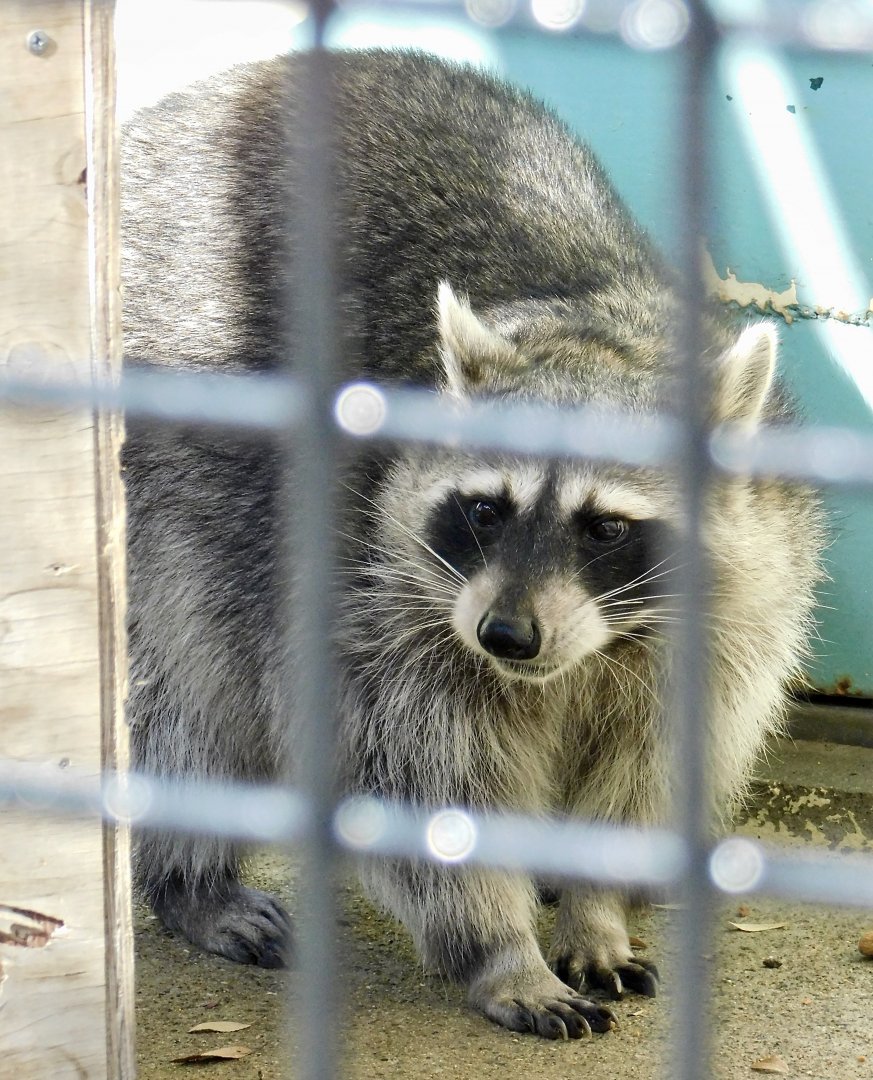 Northern Raccoon (Procyon lotor) - Tobu Zoo November 15, 2025