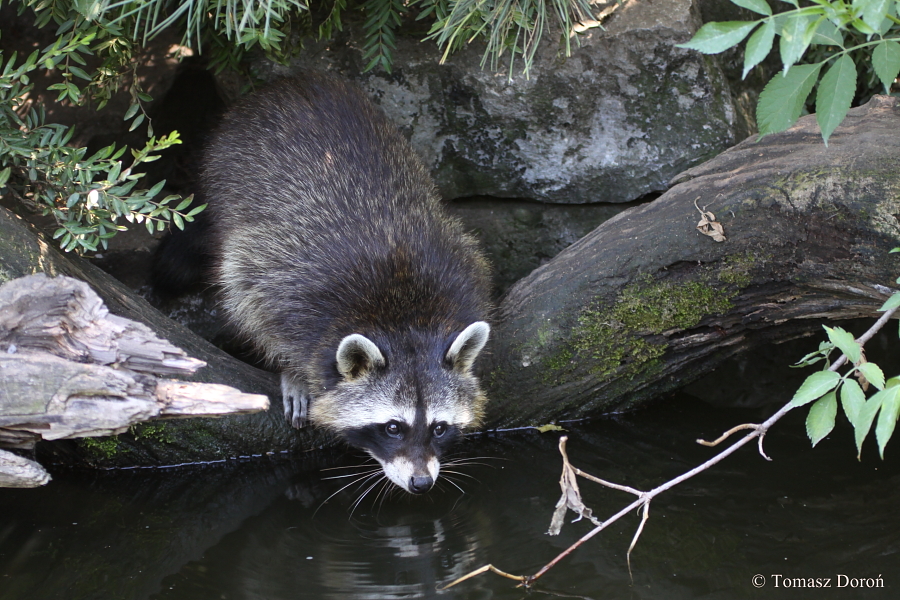 Northern Raccoon (Procyon lotor).