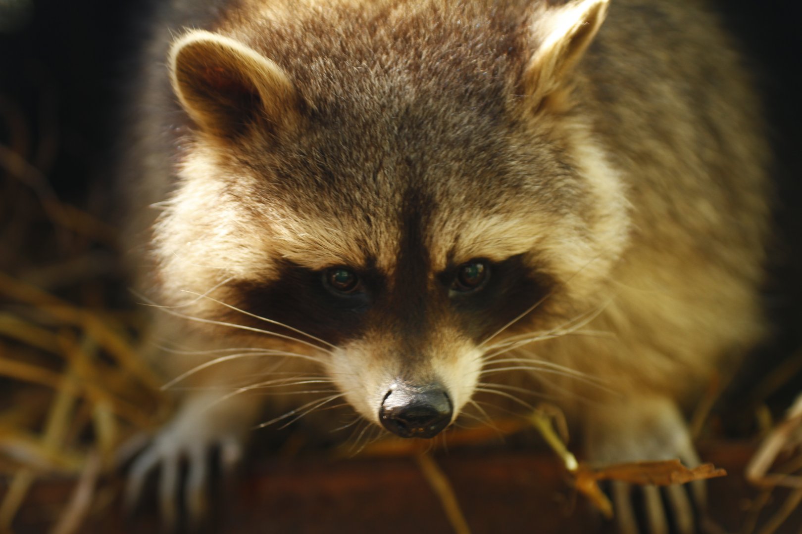 Northern Raccoon (Procyon lotor)