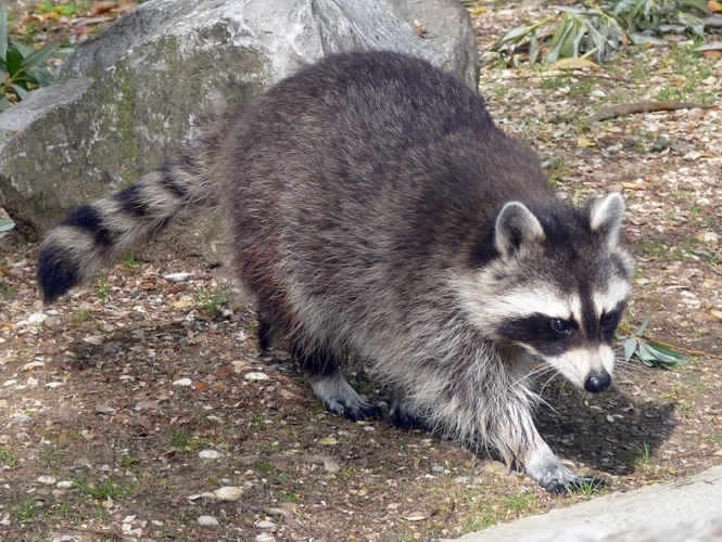 Northern raccoon (Procyon lotor)