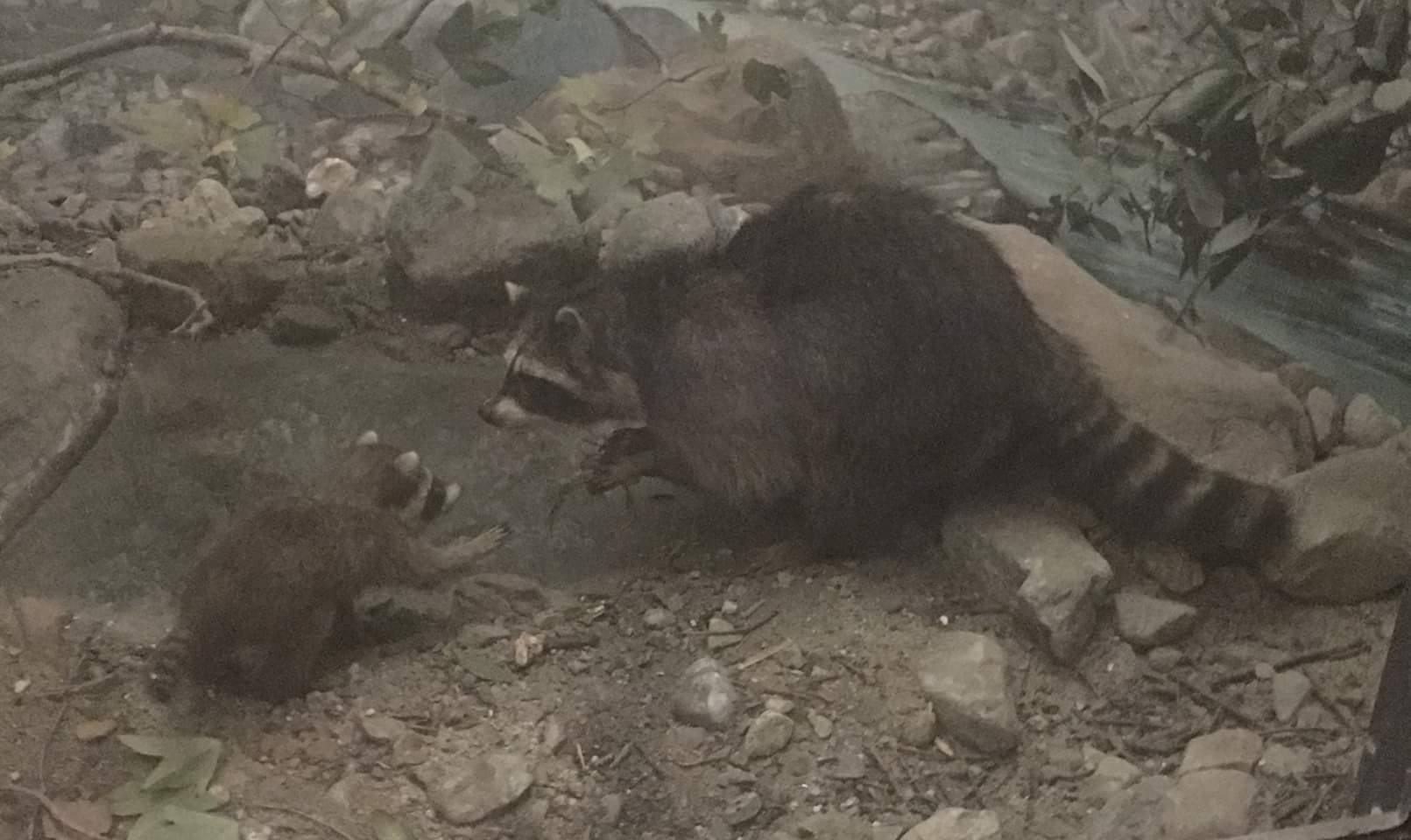 Northern raccoon (Procyon lotor)