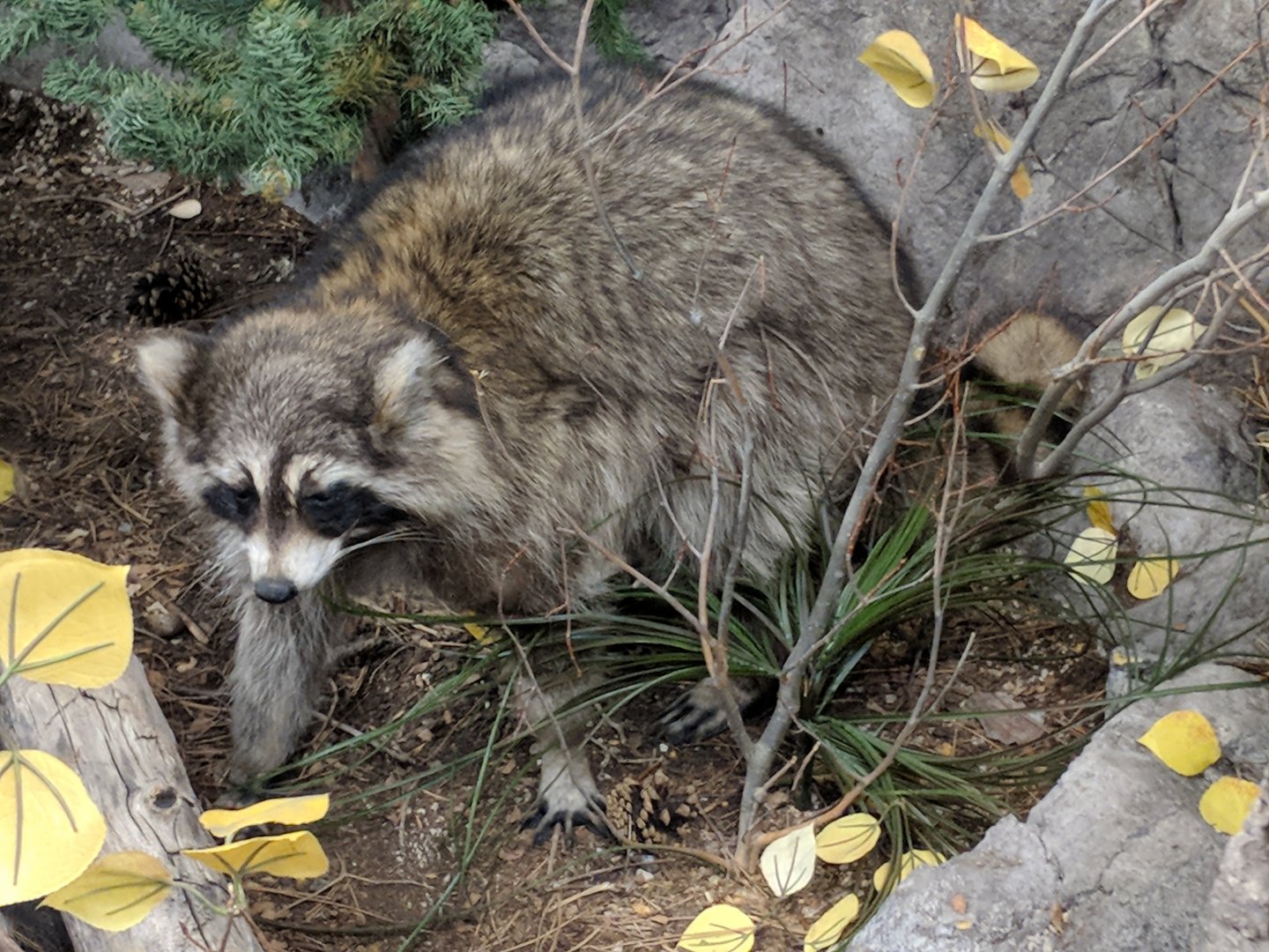 Northern raccoon (Procyon lotor)