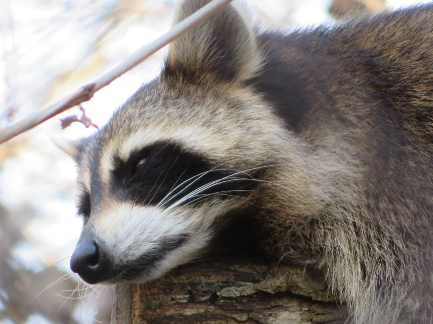 Northern Raccoon (Procyon lotor)