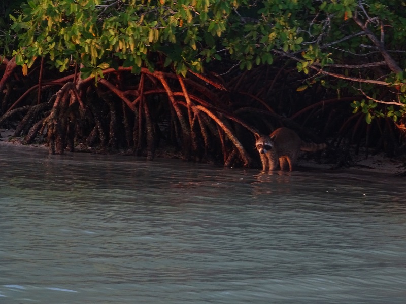 Northern raccoon (Procyon lotor)