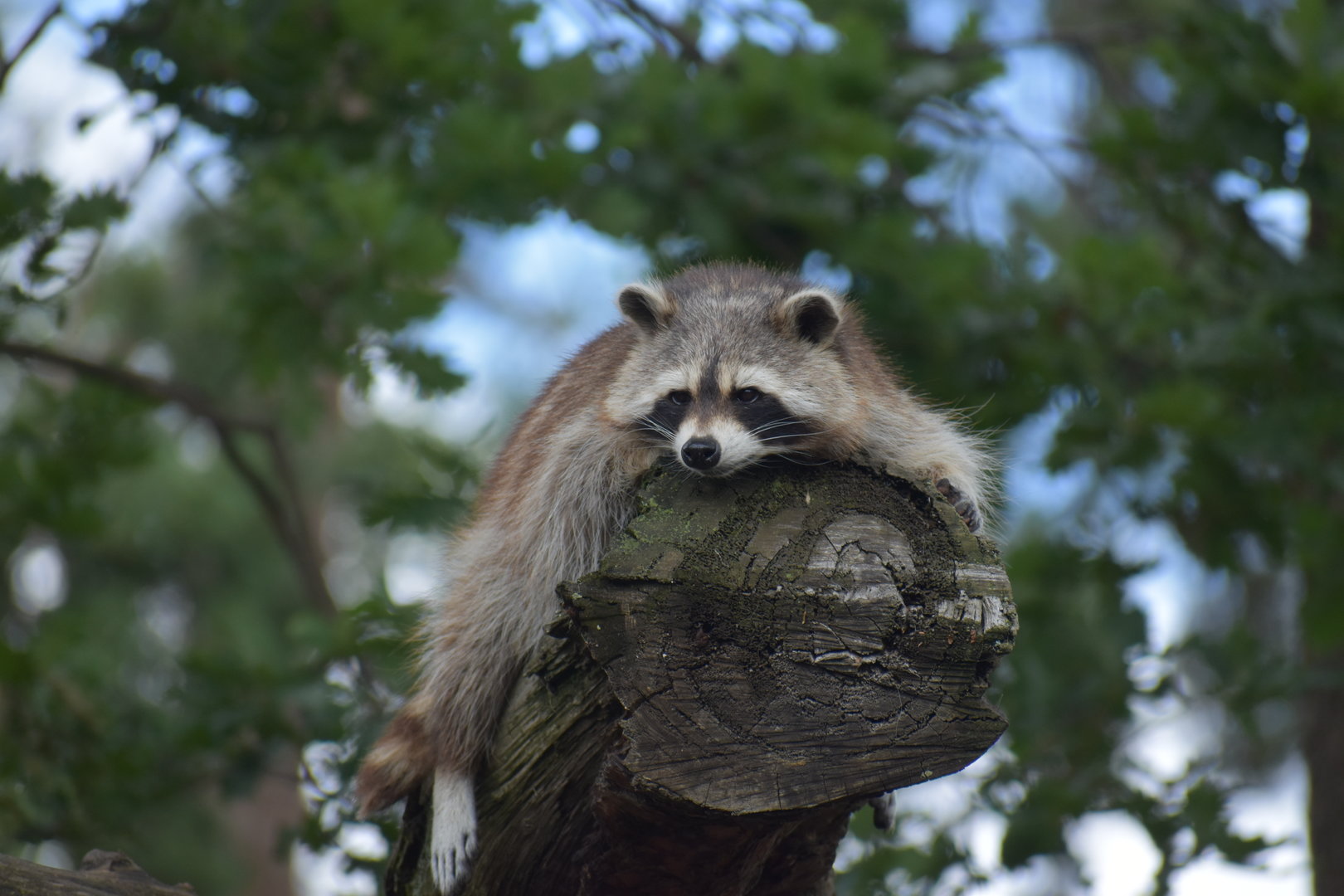 Northern Raccoon - Procyon lotor