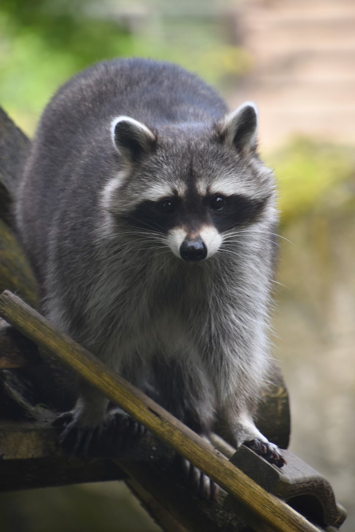 Northern raccoon, Procyon lotor