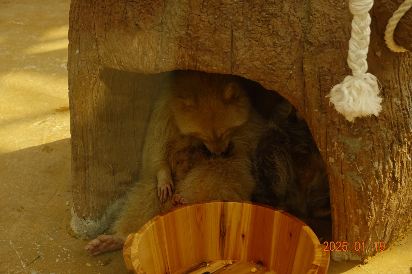 Northern Raccoon (Procyon lotor)