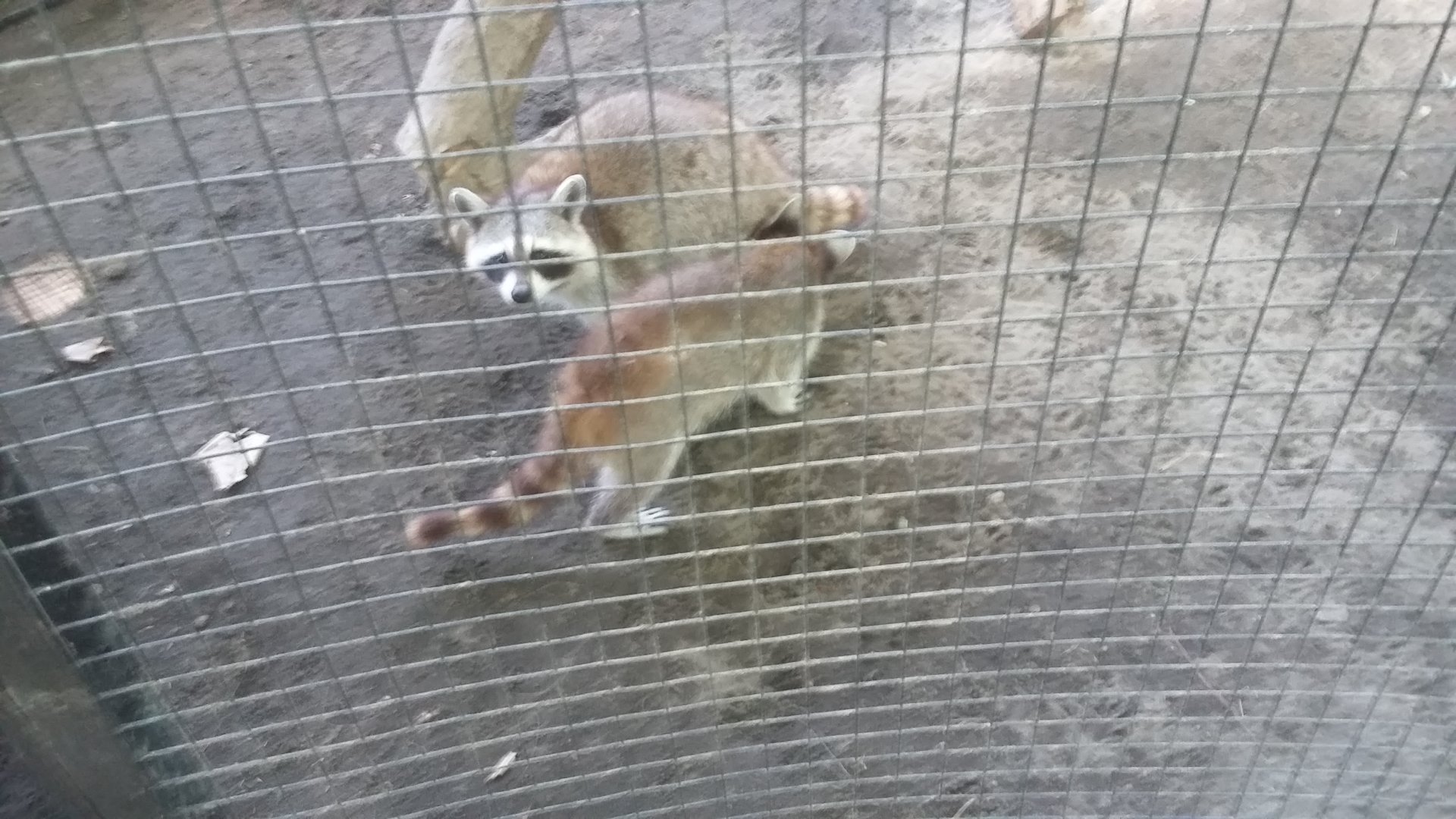 Northern raccoon (Procyon lotor)
