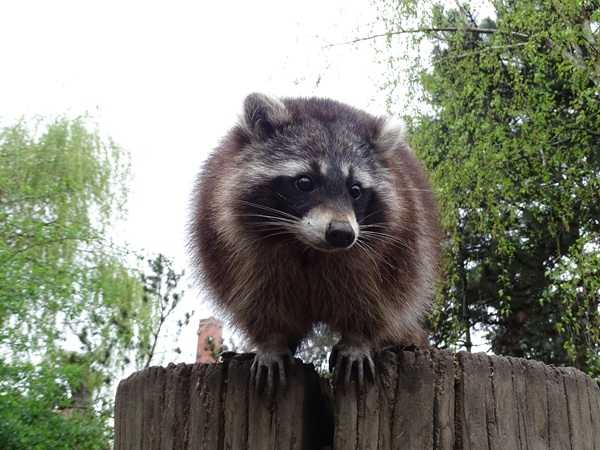 Northern Raccoon (Procyon lotor)