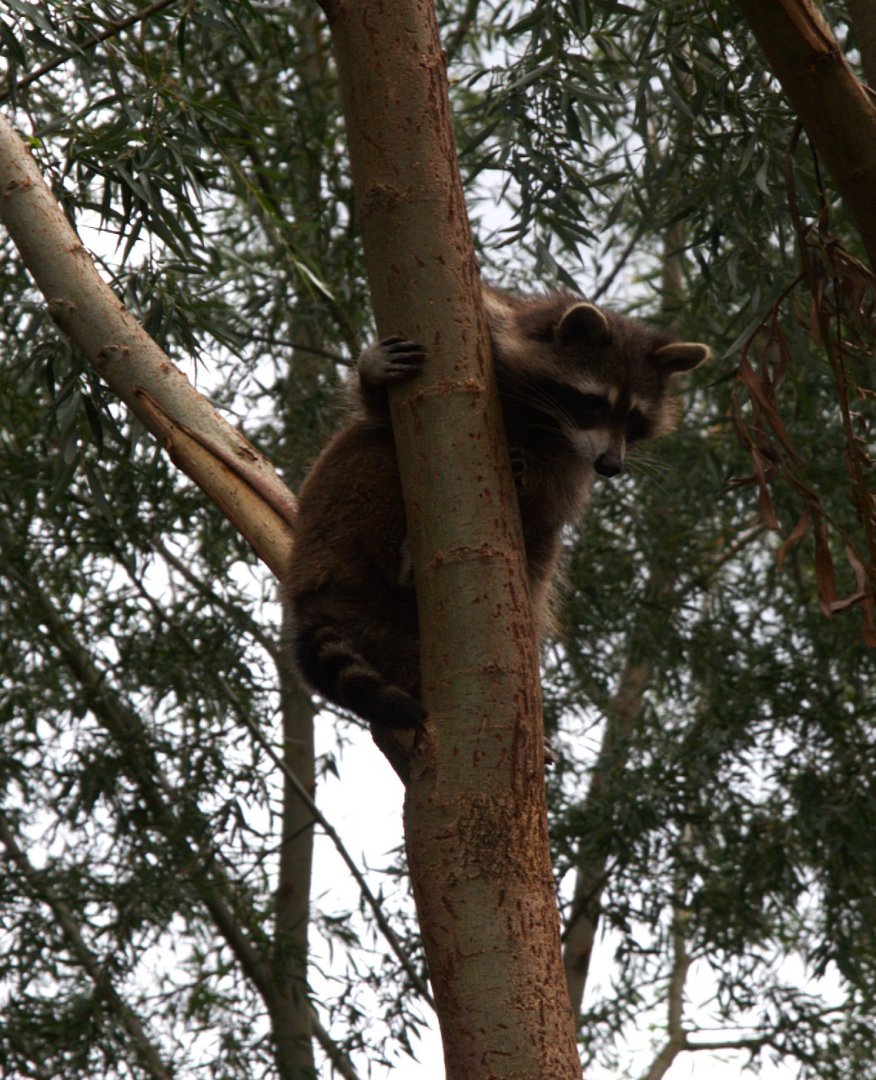 Northern Raccoon (Procyon lotor)