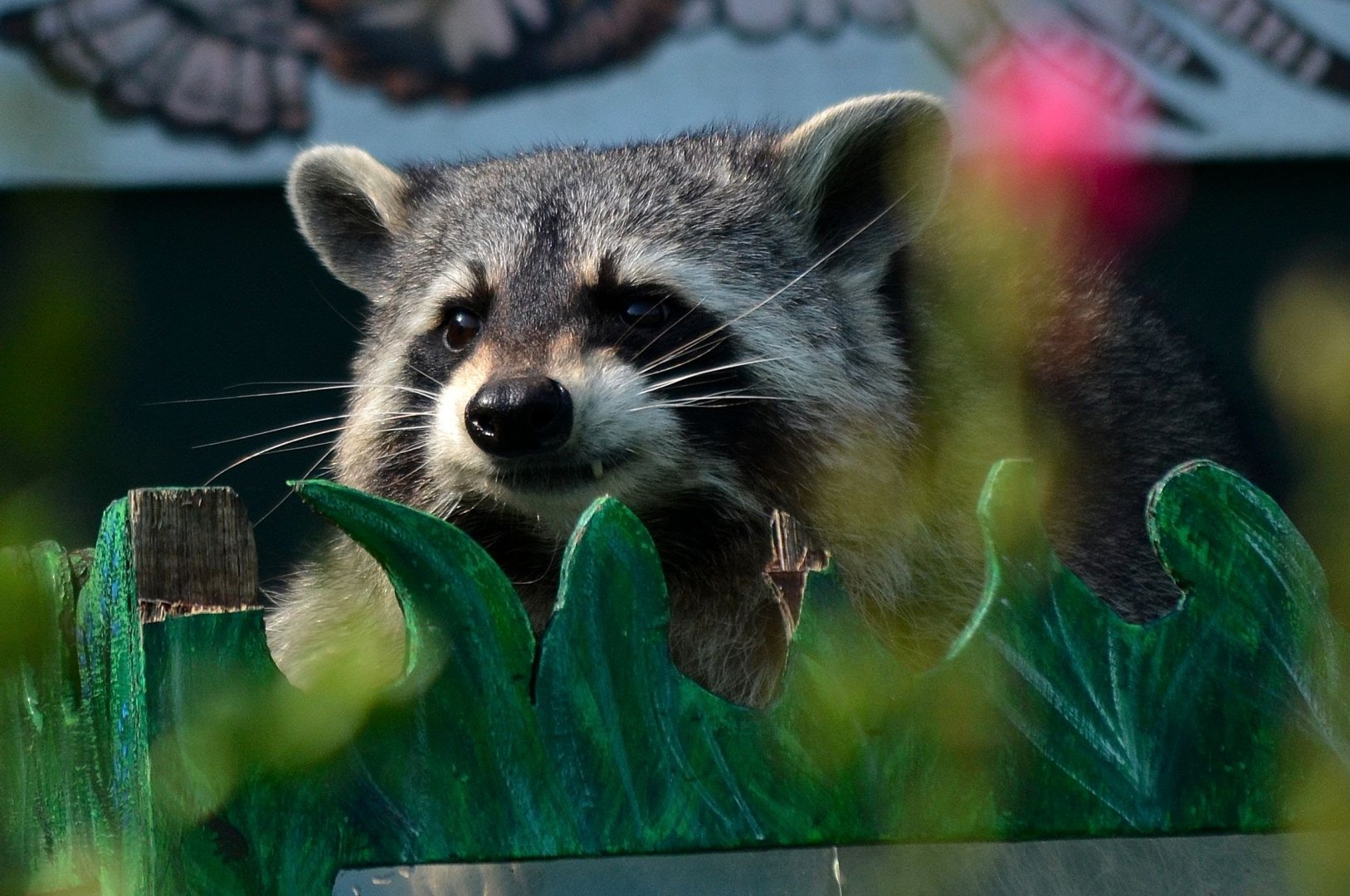 Northern Raccoon - September 2016