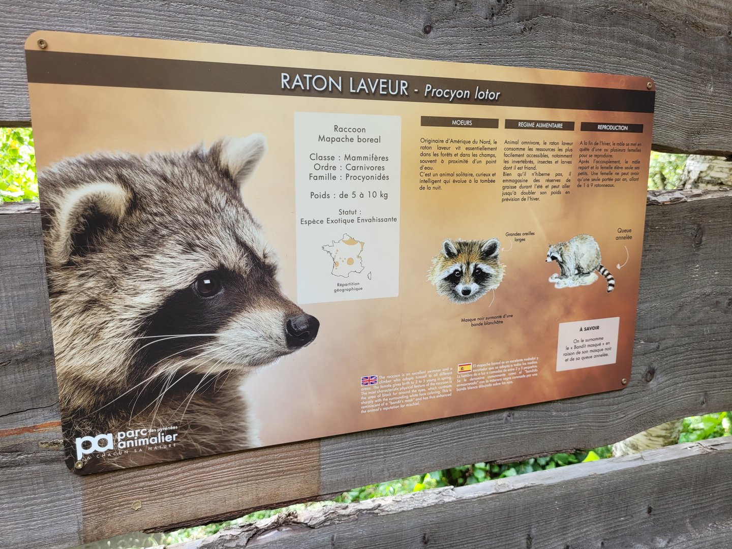 Northern raccoon sign -Parc Animalier des Pyrénées (2023)