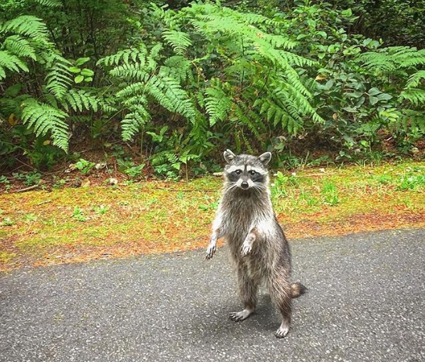 Northern Raccoon - Washington