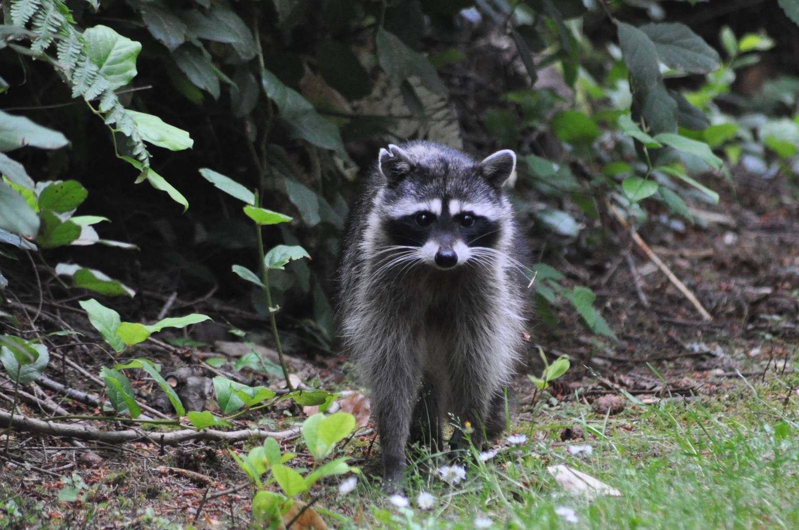 Northern Raccoon - Washington