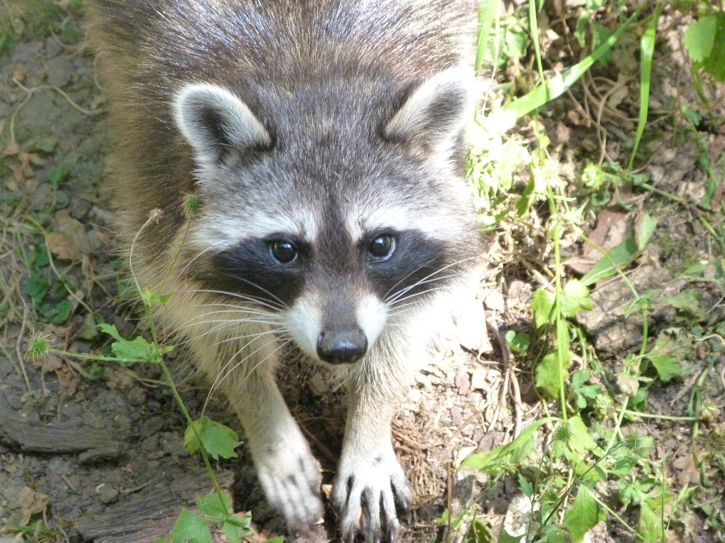 Northern raccoon -Zoodyssée (2025)