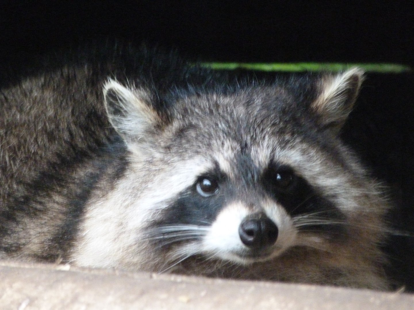 Northern raccoon -ZooParc de Beauval (2025)