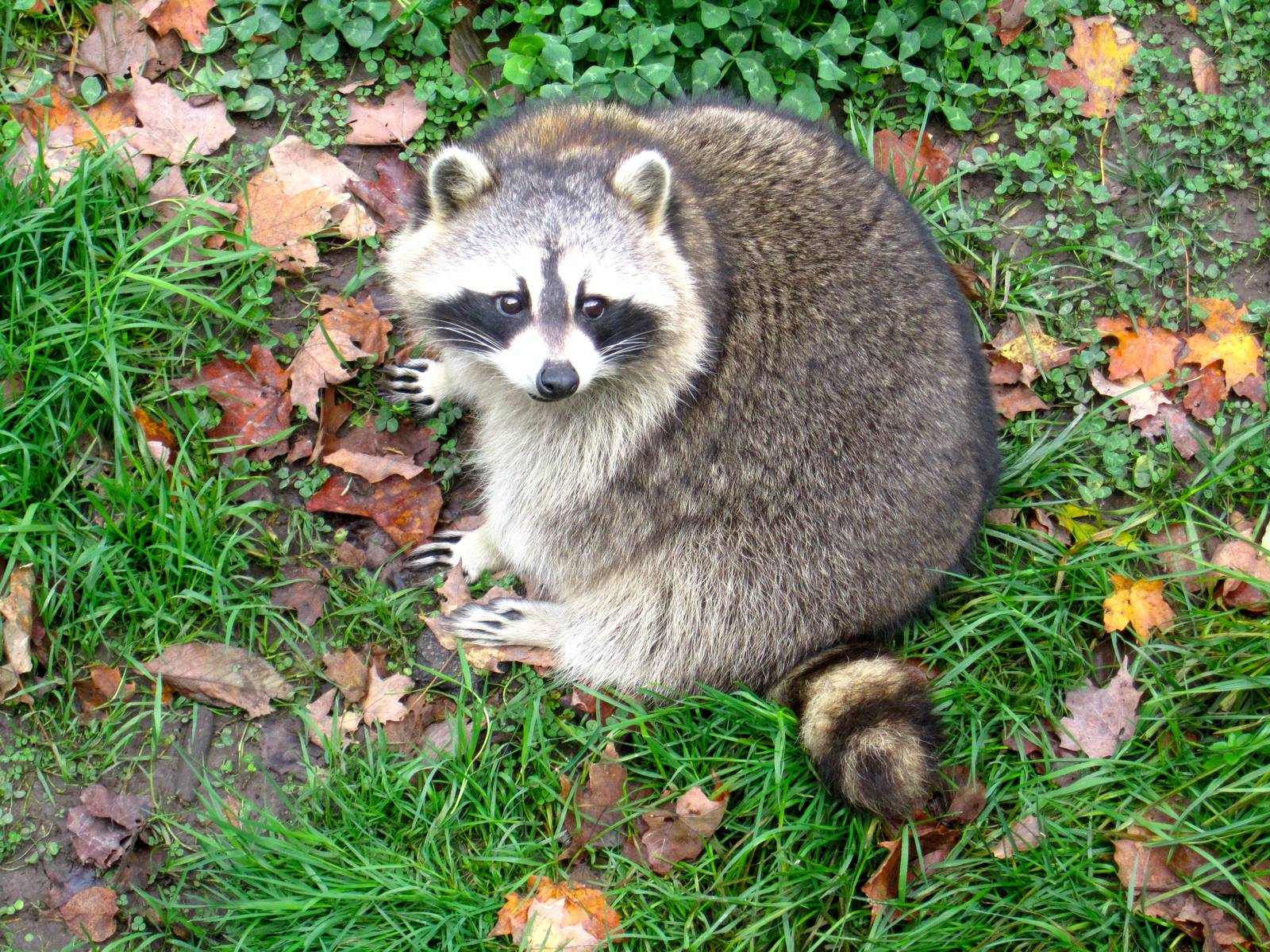 Northern Raccoon