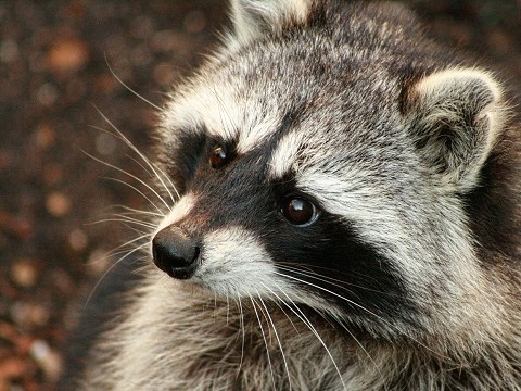 Northern Raccoon
