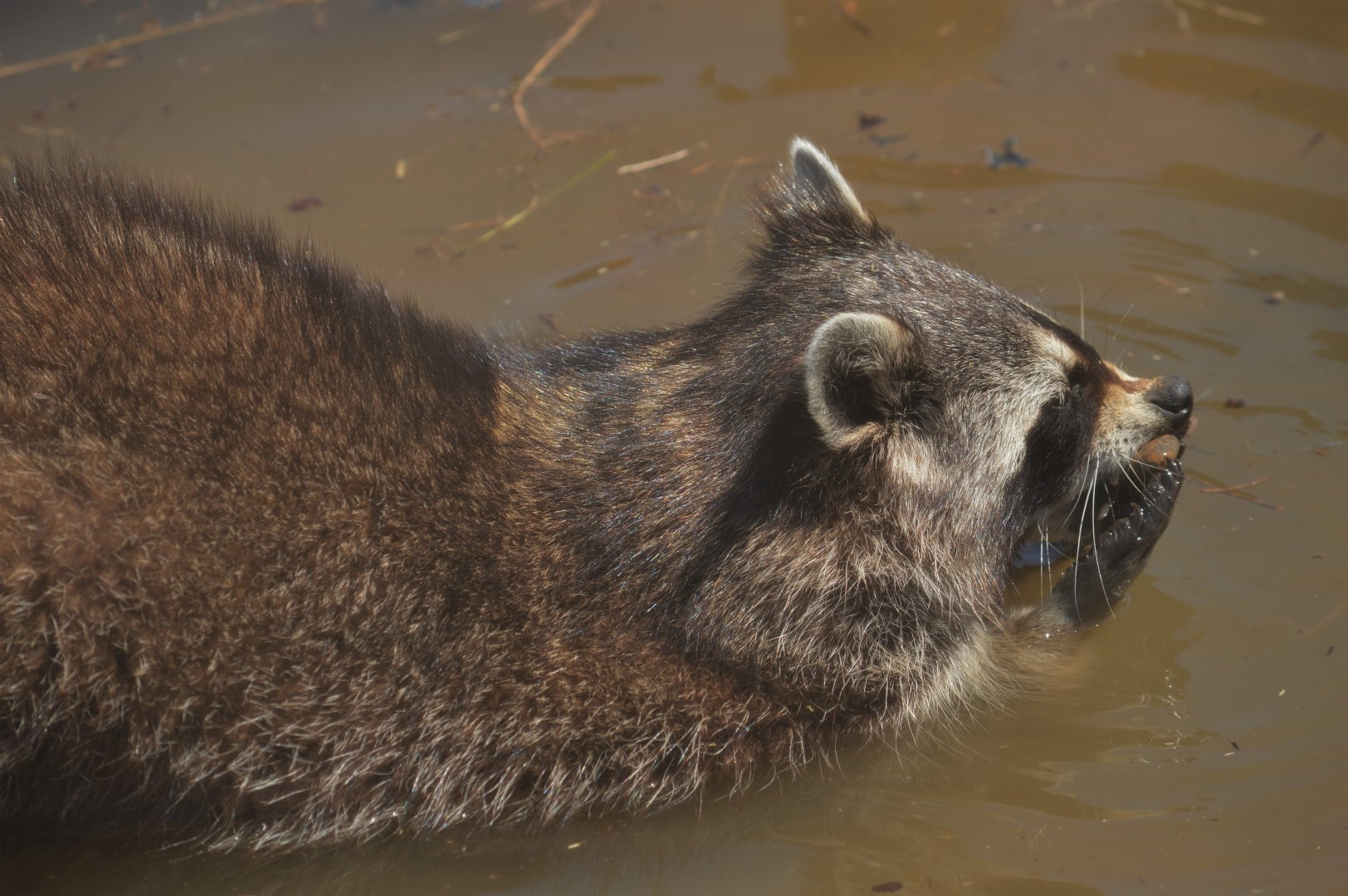 Northern raccoon