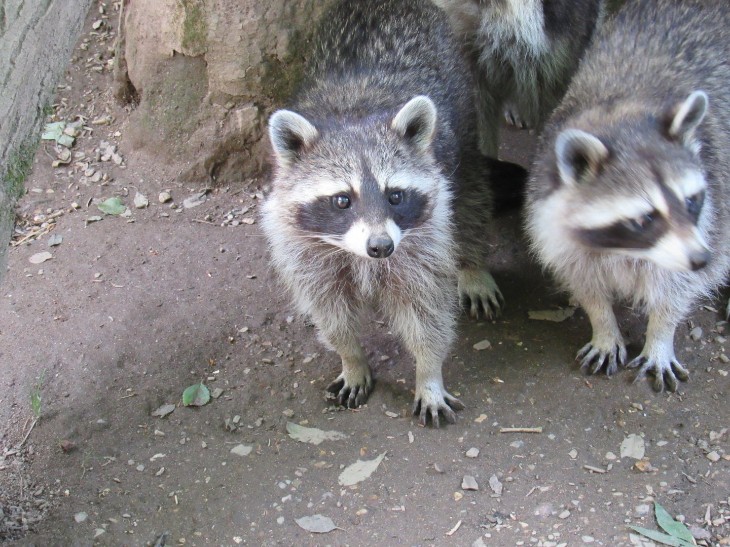 Northern Raccoon
