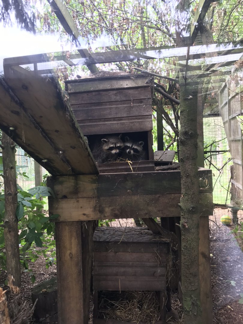 Northern raccoons 210718