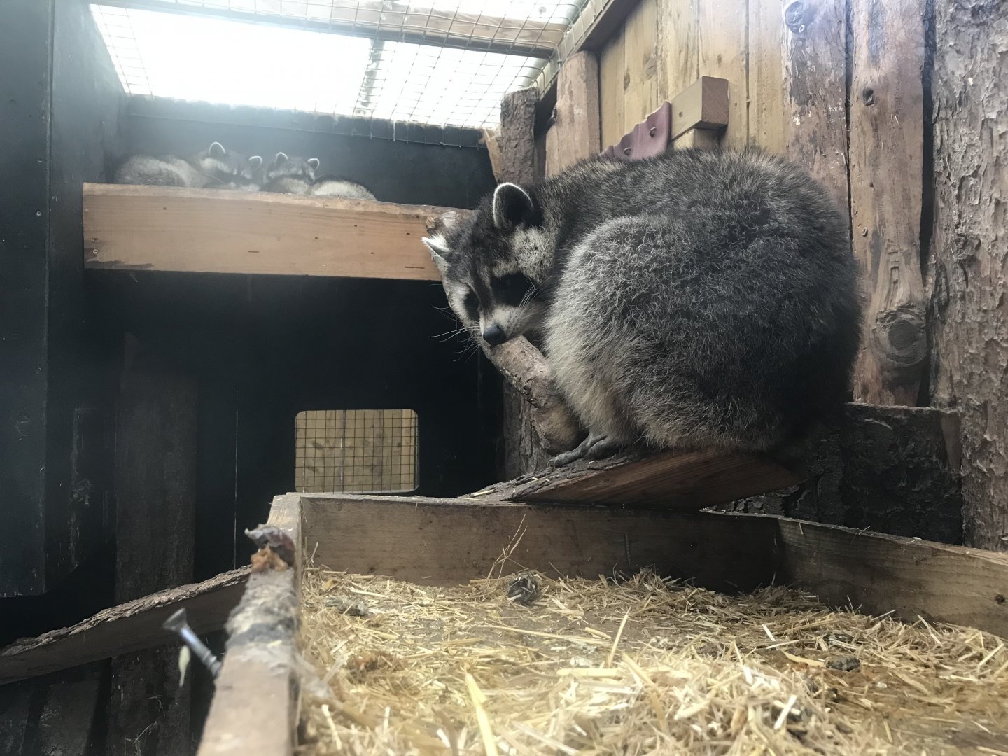 Northern raccoons 241118