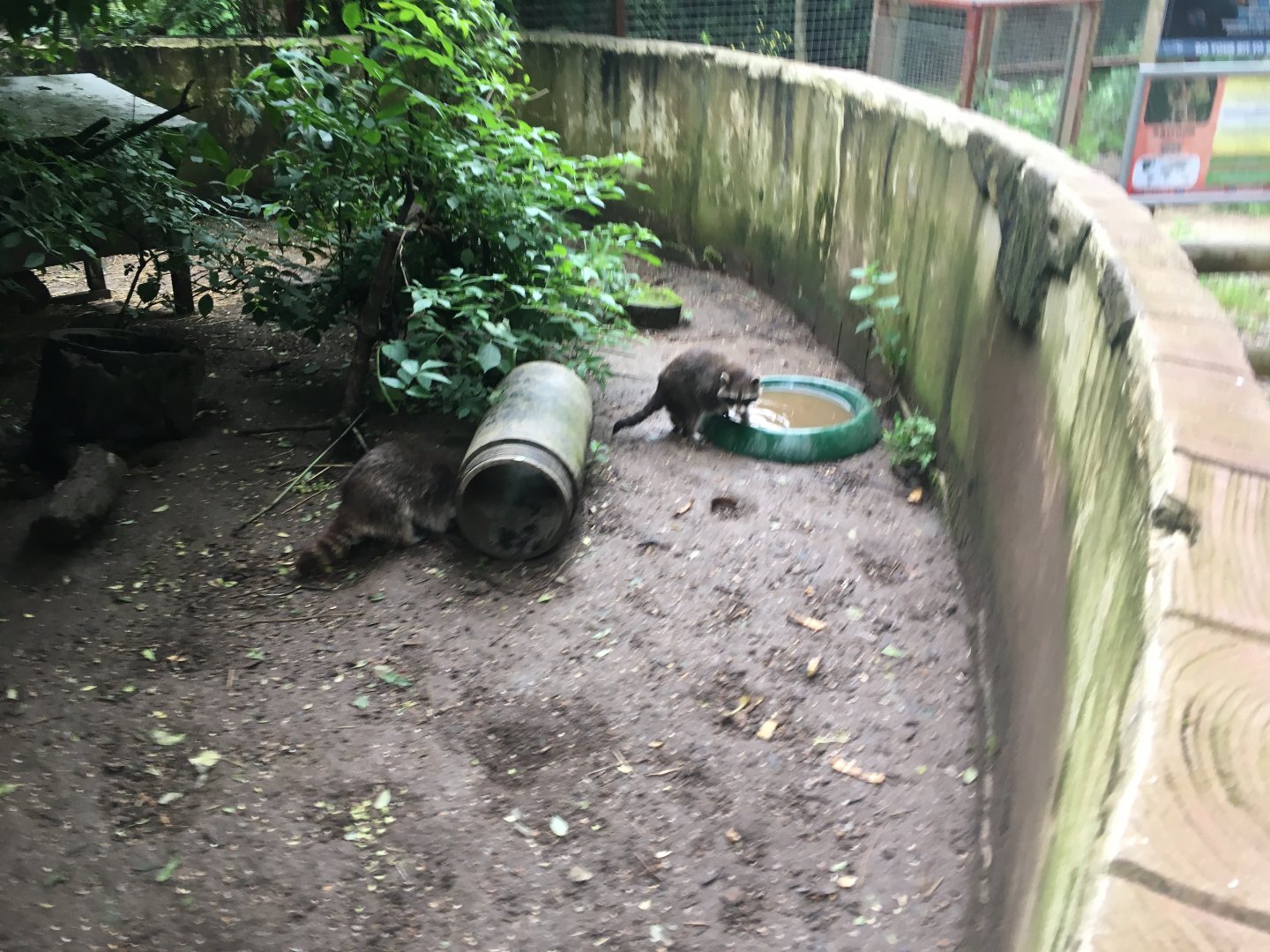 Northern raccoons 300617