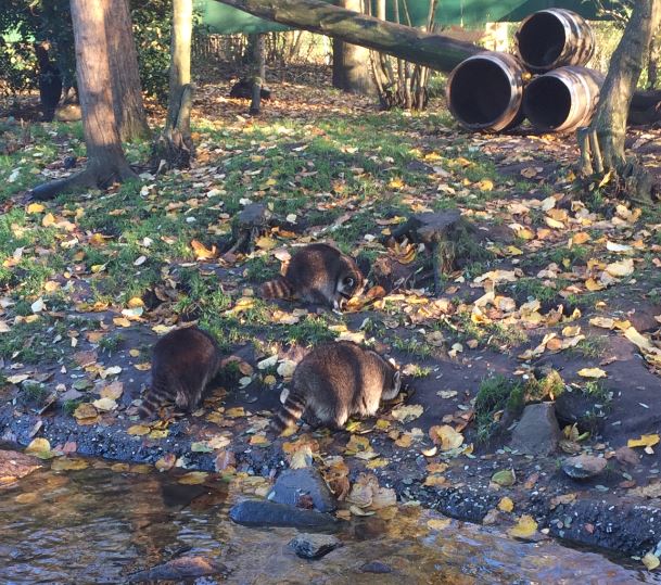 Northern Raccoons (Procyon lotor) 17-11-2018