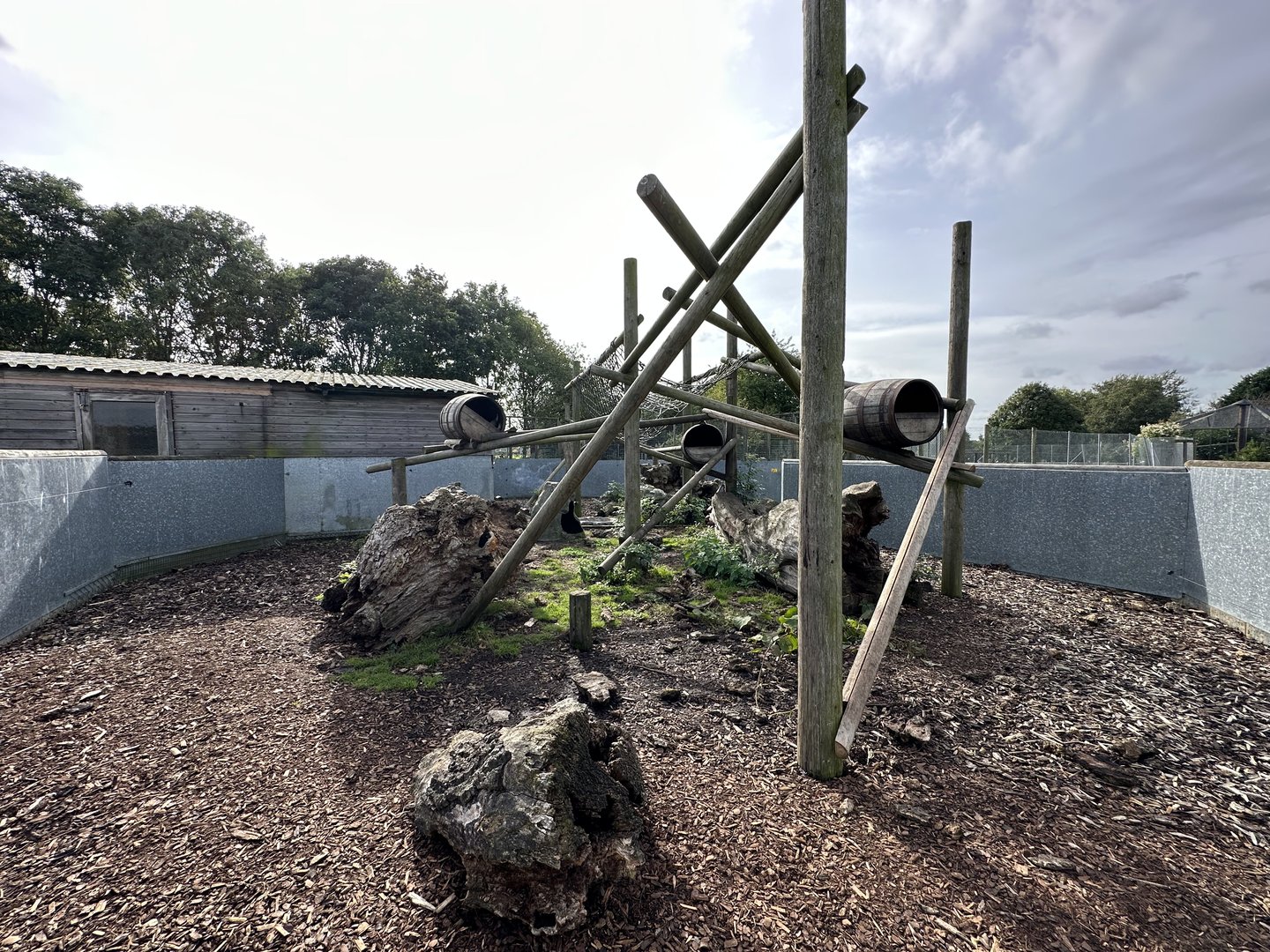 Northern Racoon Enclosure at Hamerton Zoo Park (October 2023)