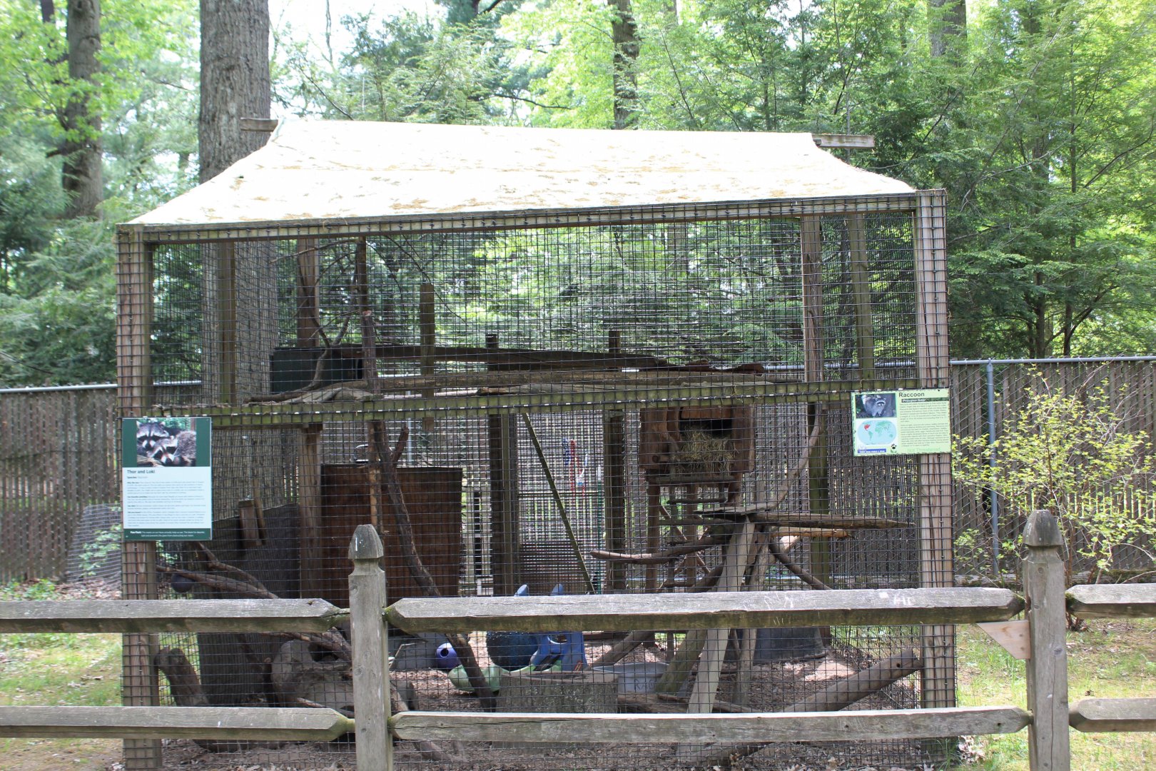 Northern Racoon Enclosure