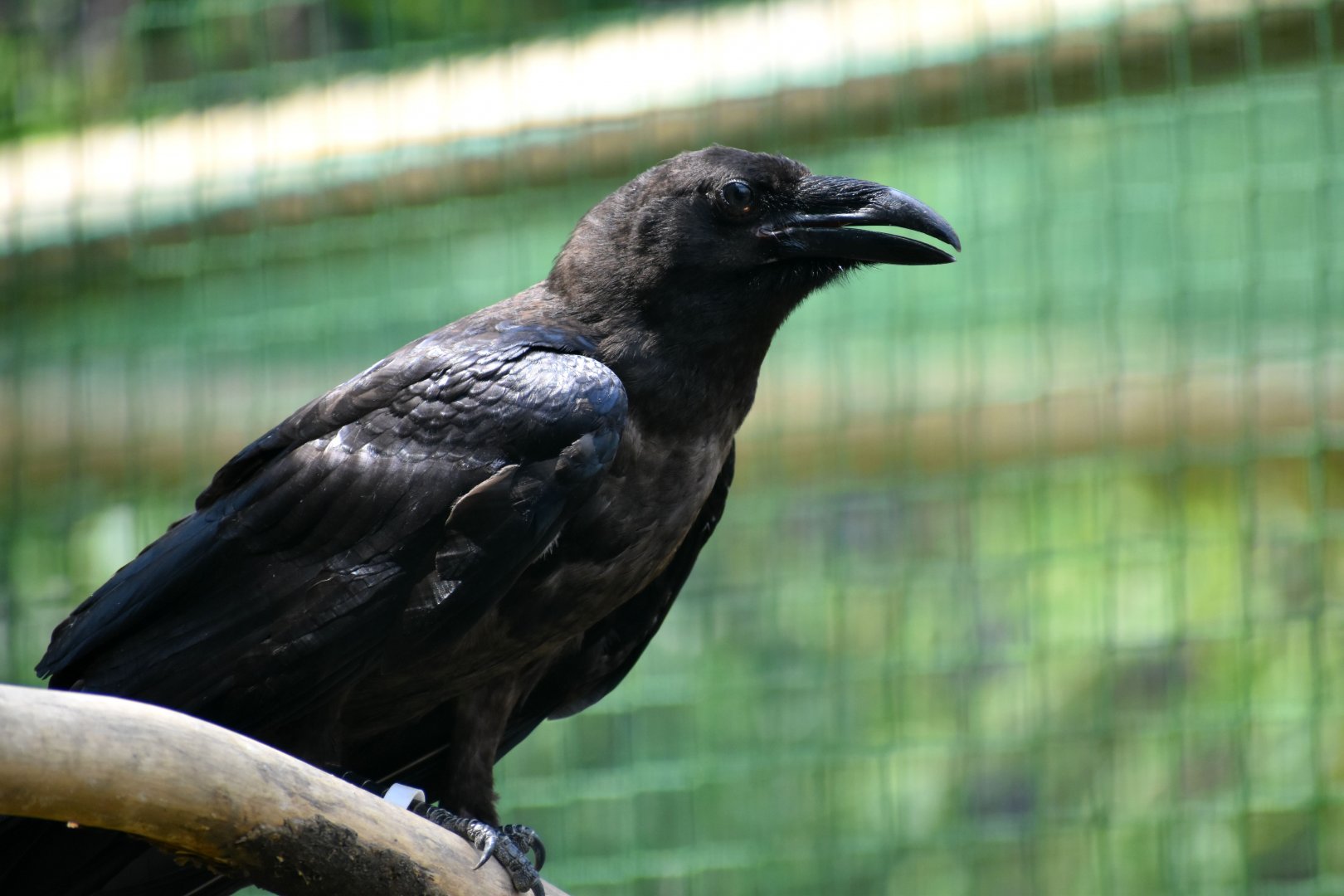 Northern Raven - Corvus corax