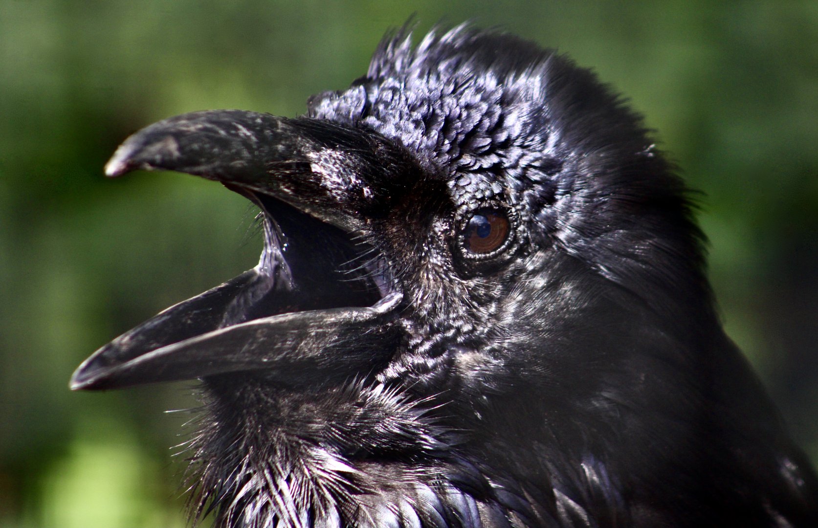 Northern Raven (Corvus corax)