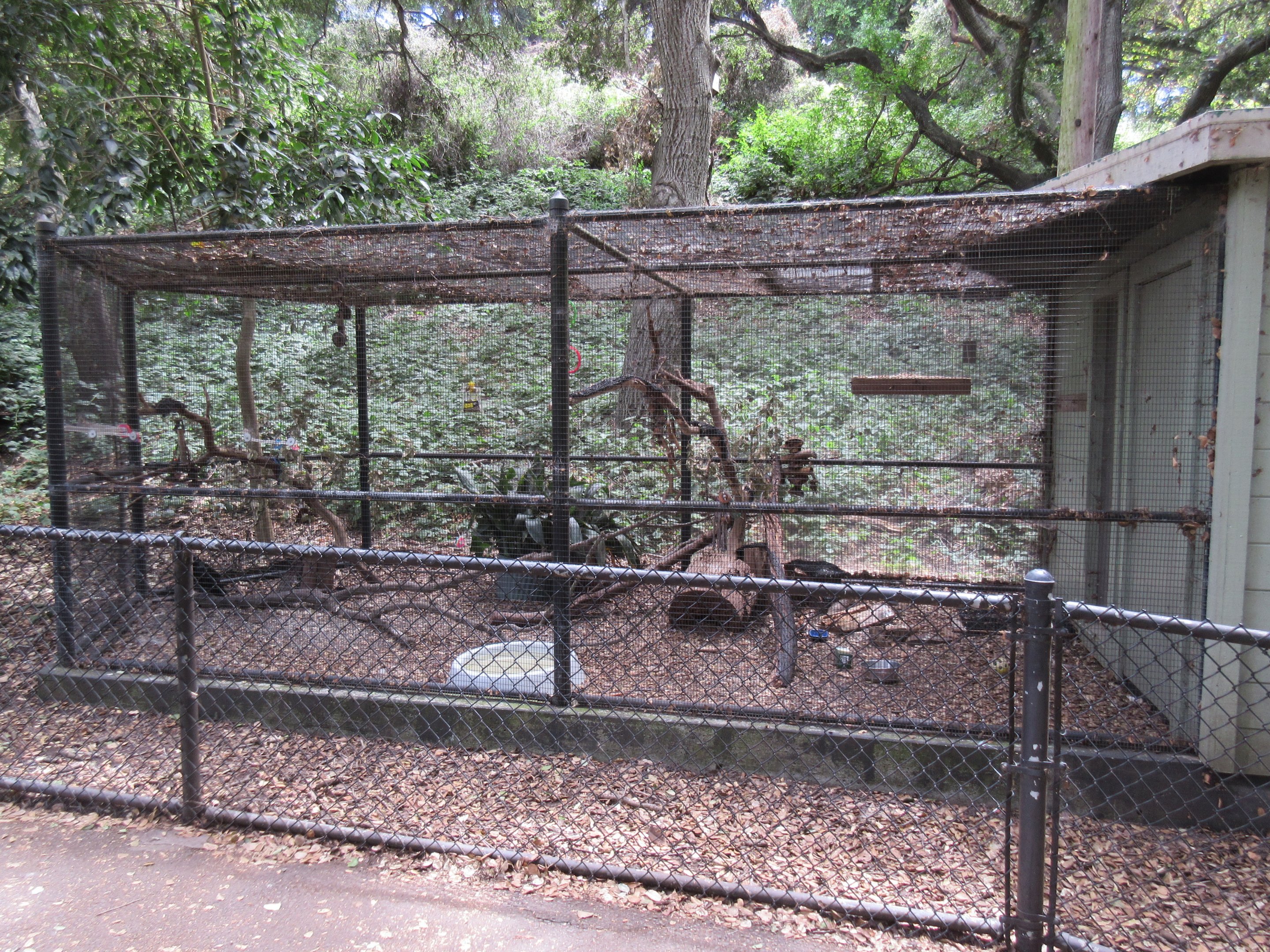 Northern Raven Exhibit