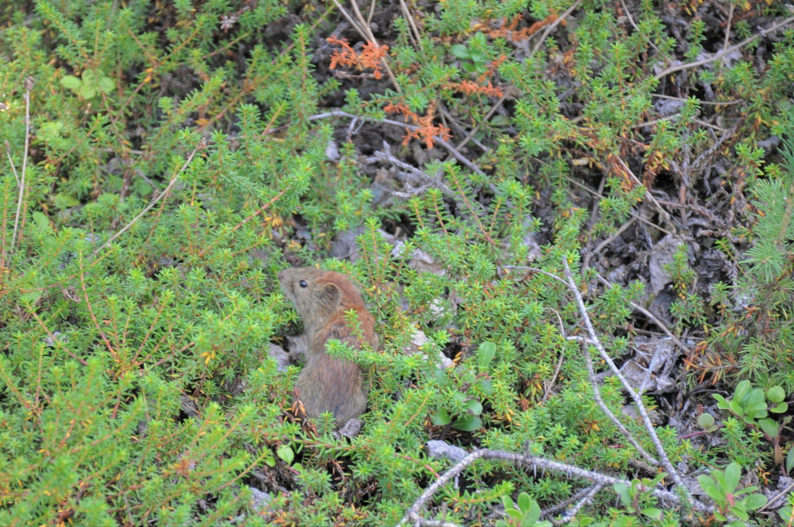 Northern Red-backed Vole - Denali National Park-Alaska