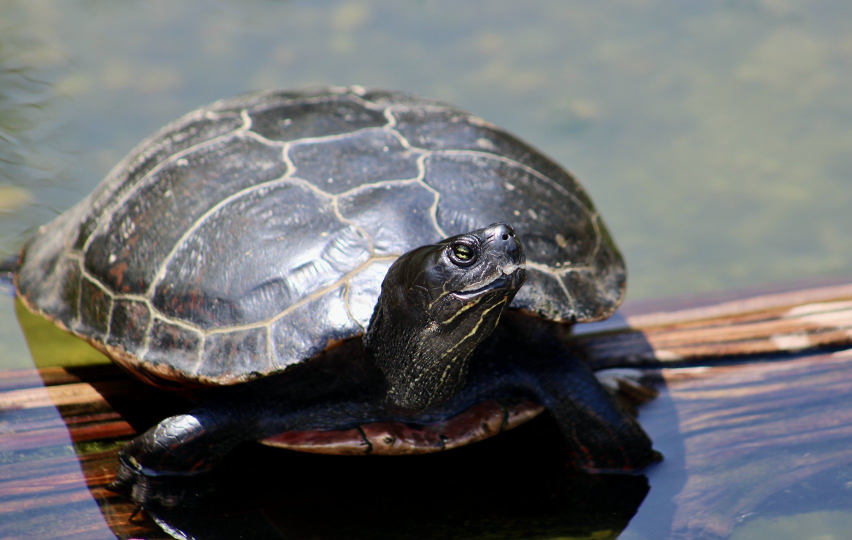 Northern Red-Bellied Cooter (Pseudemys rubriventris) - Cold Spring Harbor Fish Hatchery & Aquarium