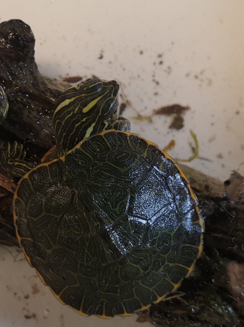 Northern red-bellied cooter - Pseudemys rubriventris