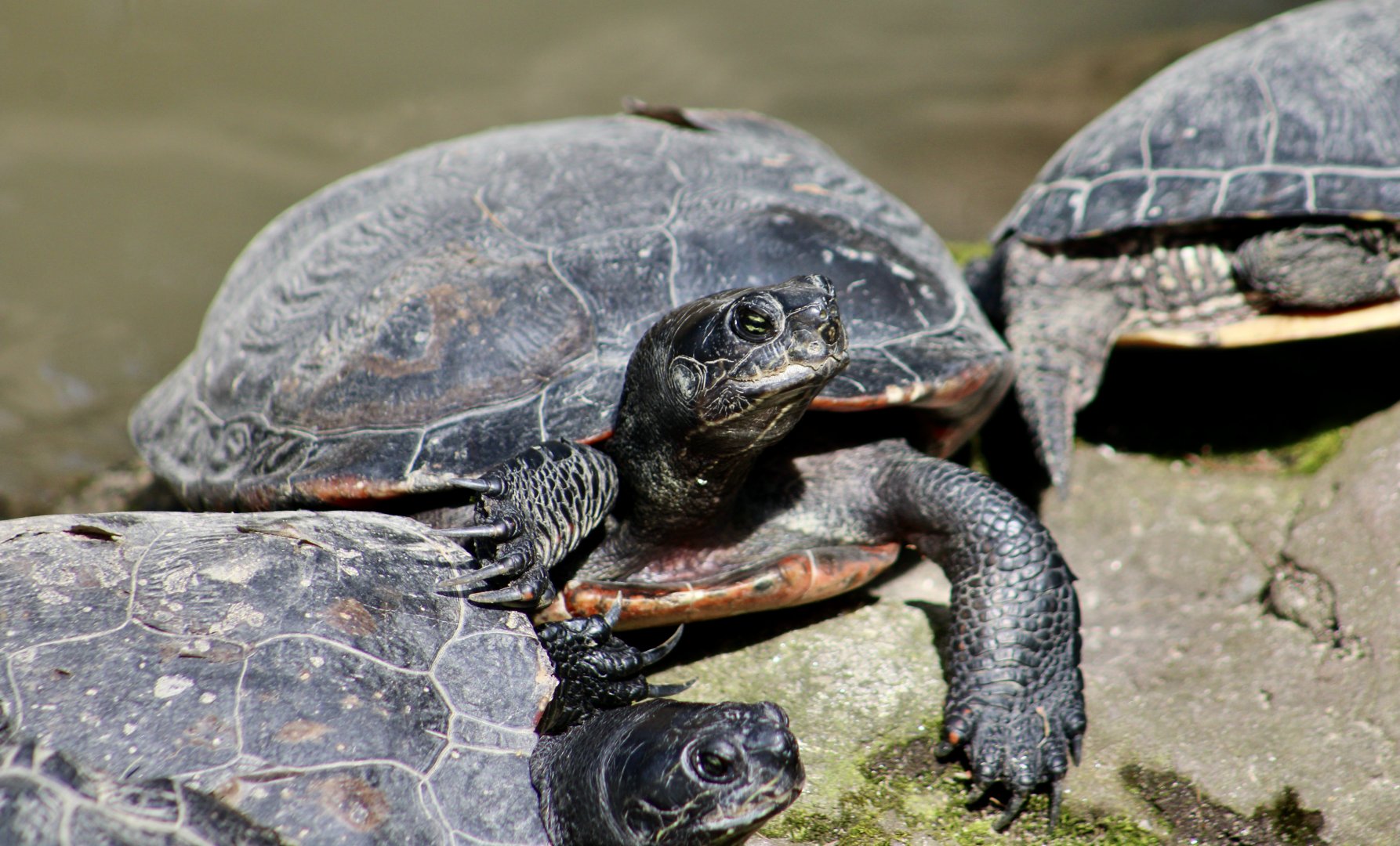 Northern Red-Bellied Cooter (Pseudemys rubriventris)