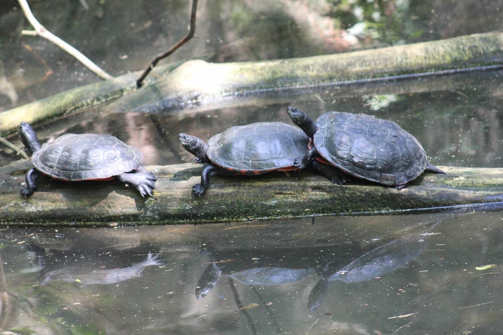 Northern Red-Bellied Cooters
