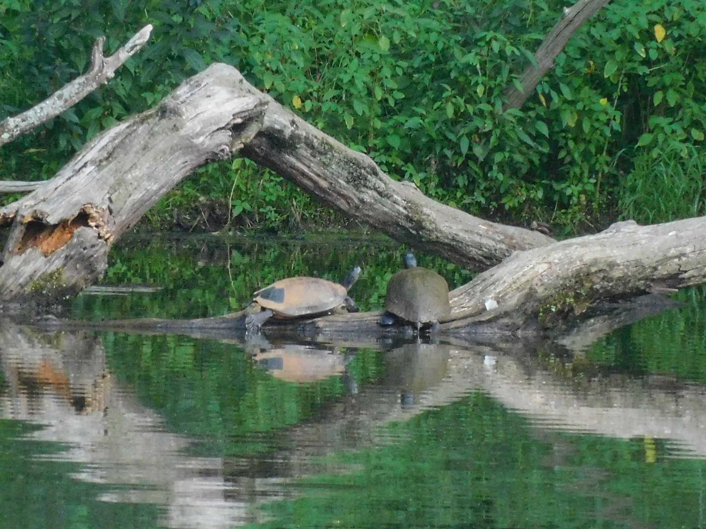 Northern red bellied cooters