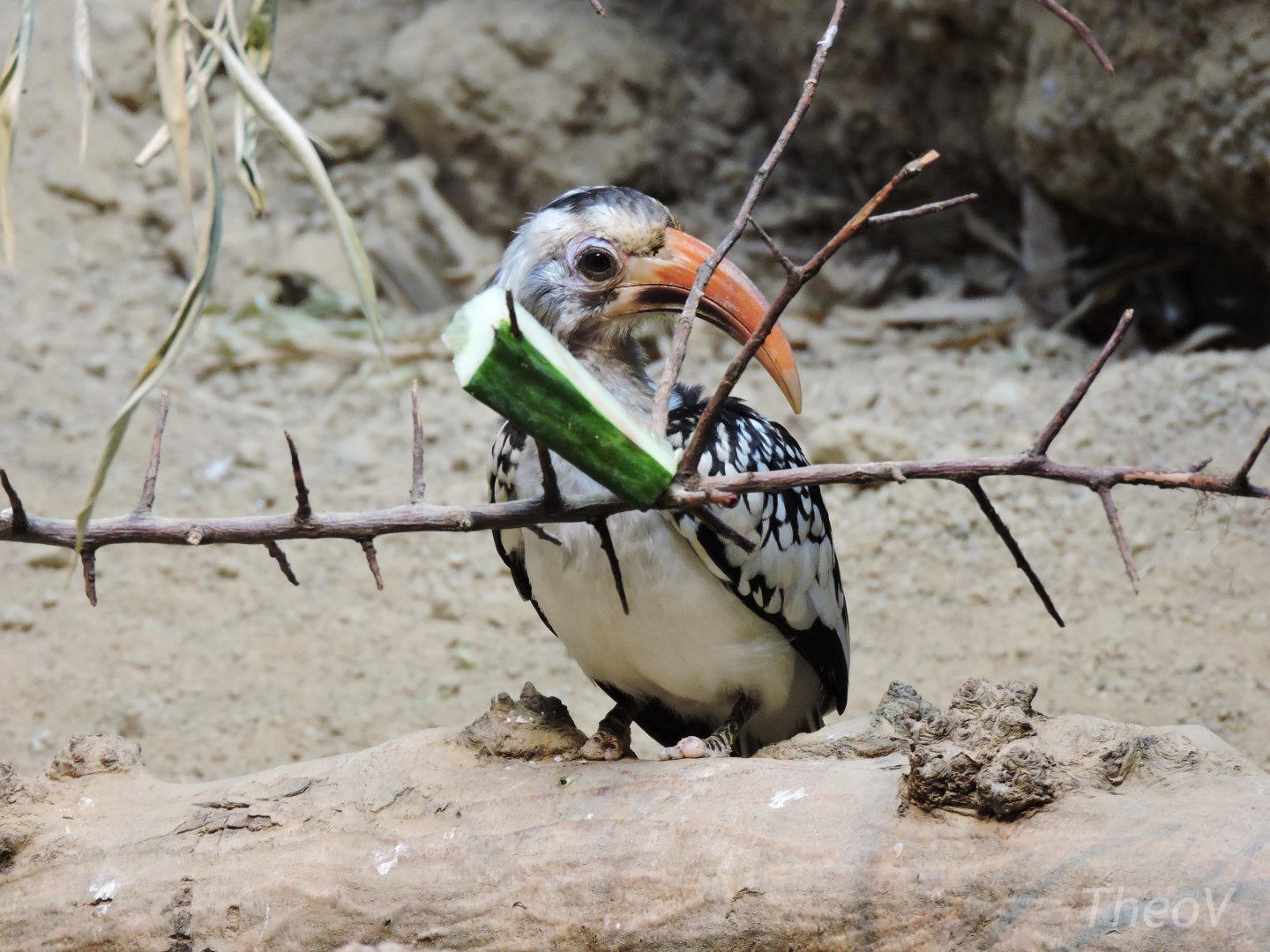 Northern red-billed hornbill [2016]