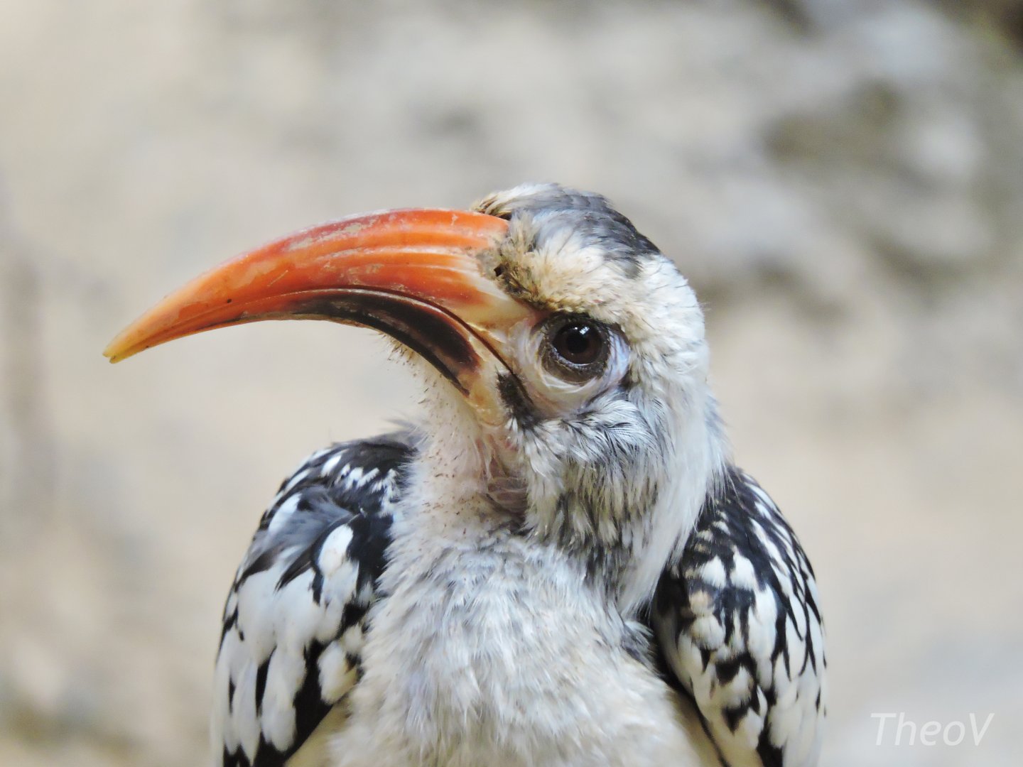 Northern red-billed hornbill [2016]