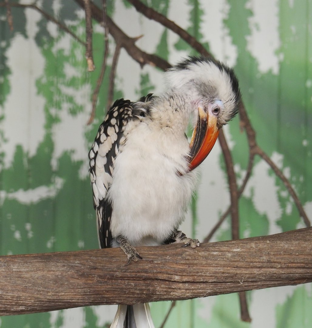Northern red-billed hornbill (Tockus erythrorhynchus erythrorhynchus), 2021-06-15